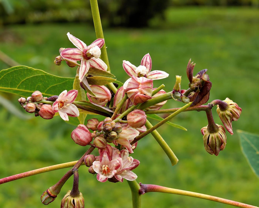 Small pink and cream Manihot esculenta flowers open among rounded buds on branching reddish stalks