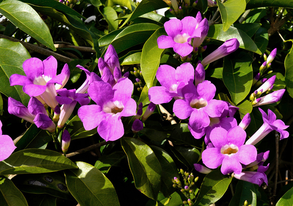 Mansoa alliacea bears clustered purple flowers with pale throats beside elongated buds