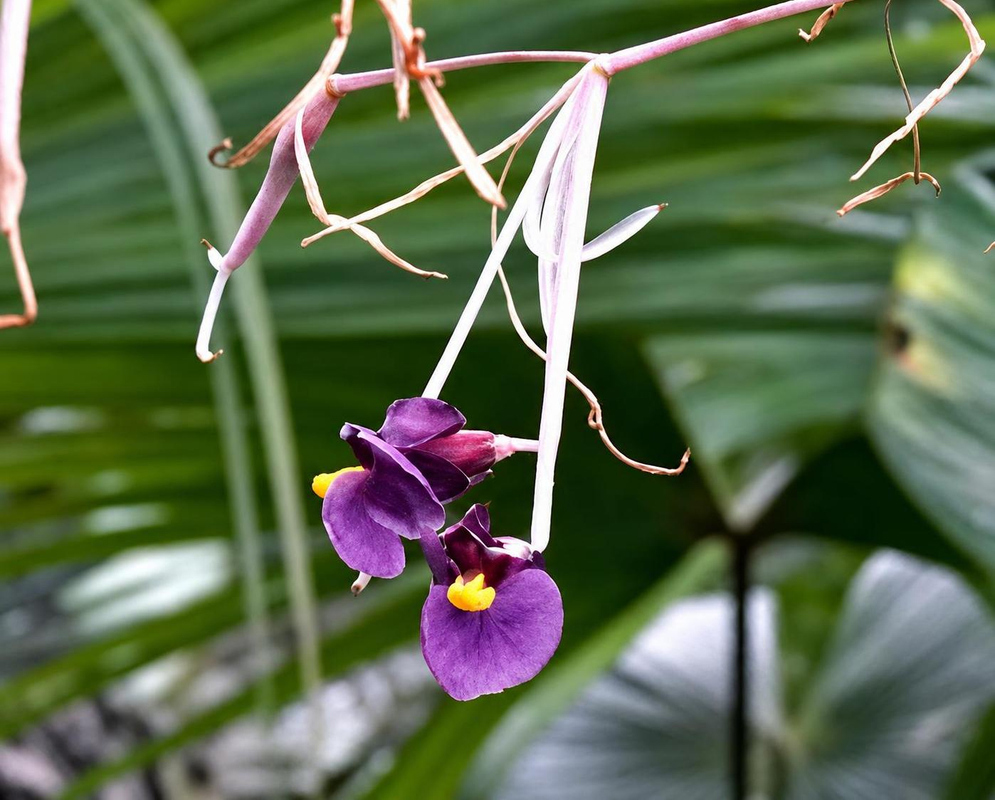 Dark purple Marantochloa purpurea flowers with yellow markings hang from slender pale pink branches