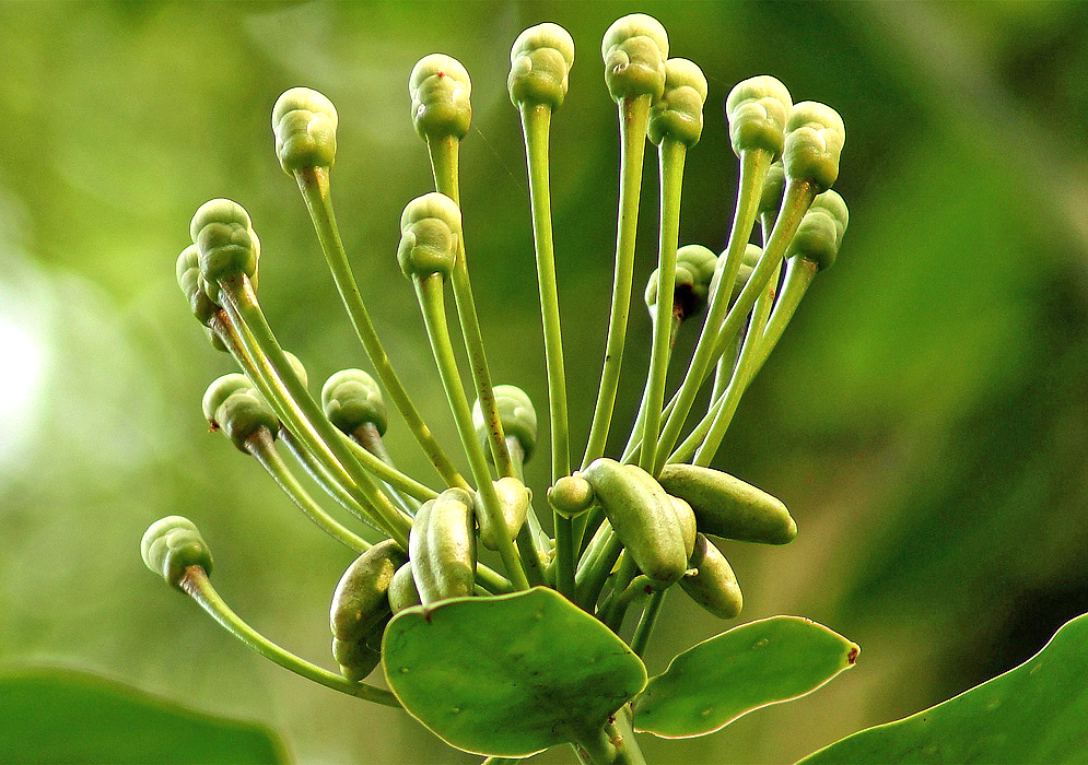 A green Marcgraviastrum mixtum inflorescence with flower buds