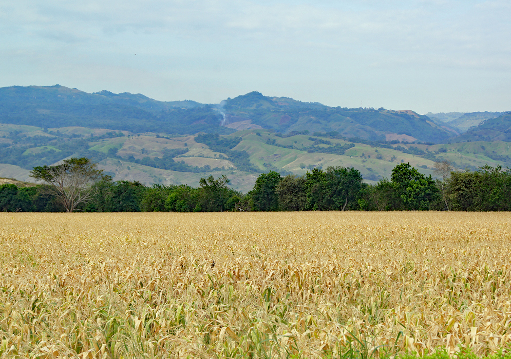 A field of dry corn in Mariquita