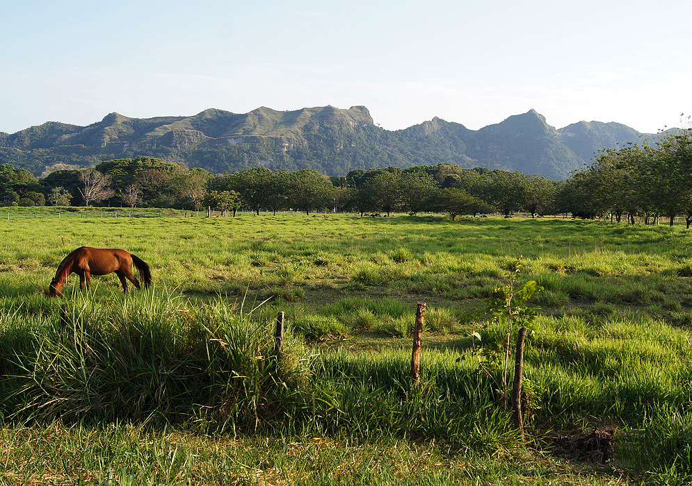 A brown horse eating grass in a ranch with a view of the mountains in the back