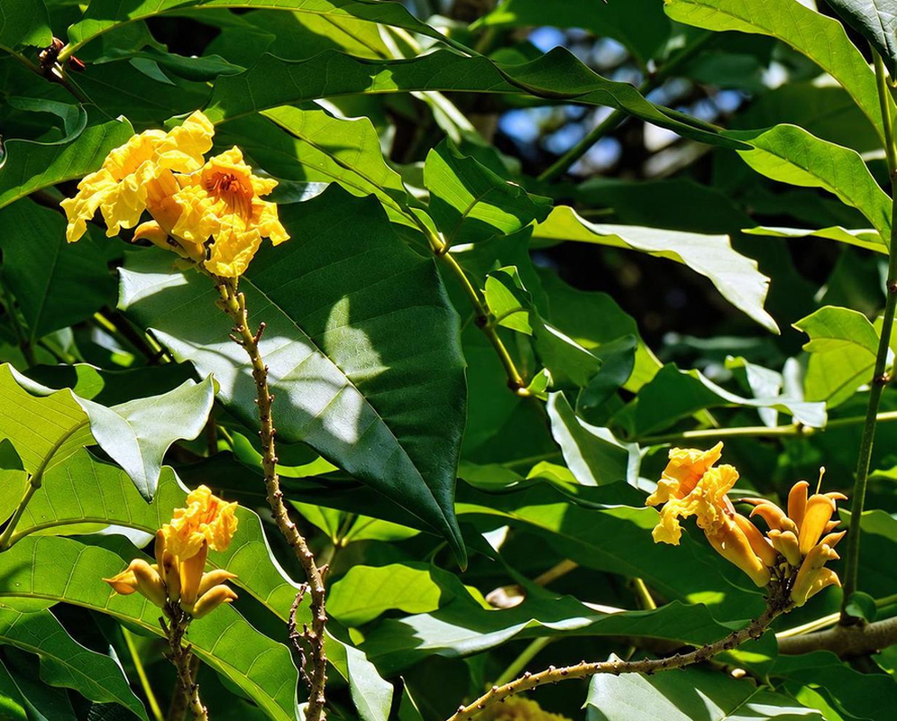 Golden yellow Markhamia lutea trumpet flowers cluster among broad green leaves