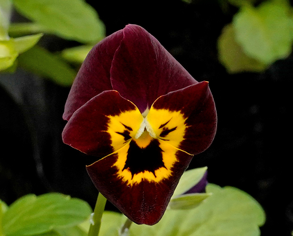 A deep maroon Viola tricolor flower with a striking yellow and black facial pattern at the center, blooming above a blurred green background