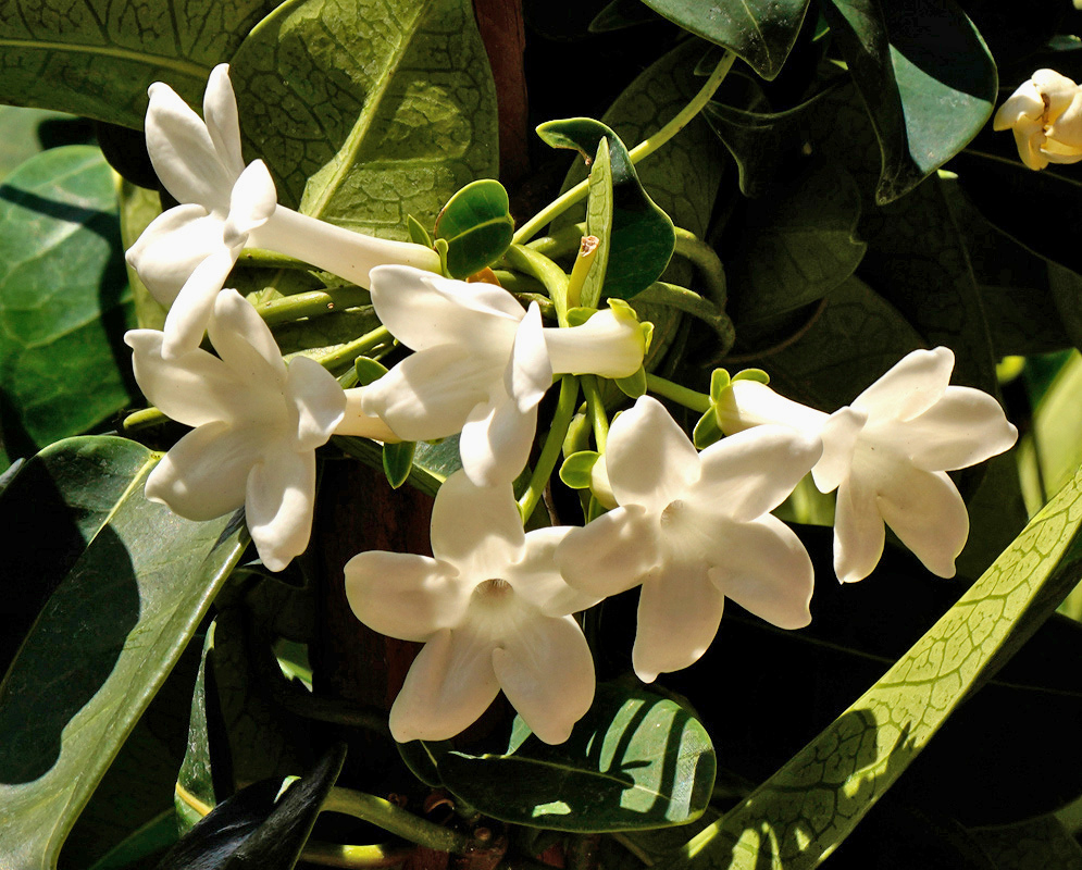 White Marsdenia floribunda flowers with five spreading lobes cluster among green buds and leaves