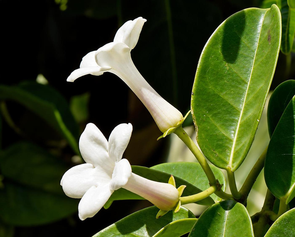 Marsdenia floribunda White Long Tubed Flowers Two white Marsdenia floribunda flowers open from long cream tubes beside a glossy green leaf