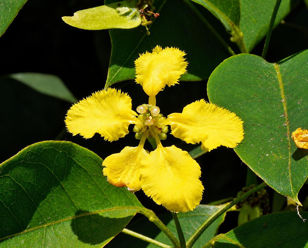 A bright yellow Mascagnia macroptera flower spreads five fringed petals beside green leaves