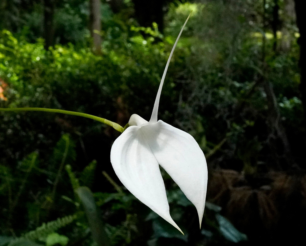 A Masdevallia coccinea alba flower has white sepals extending into slender tails