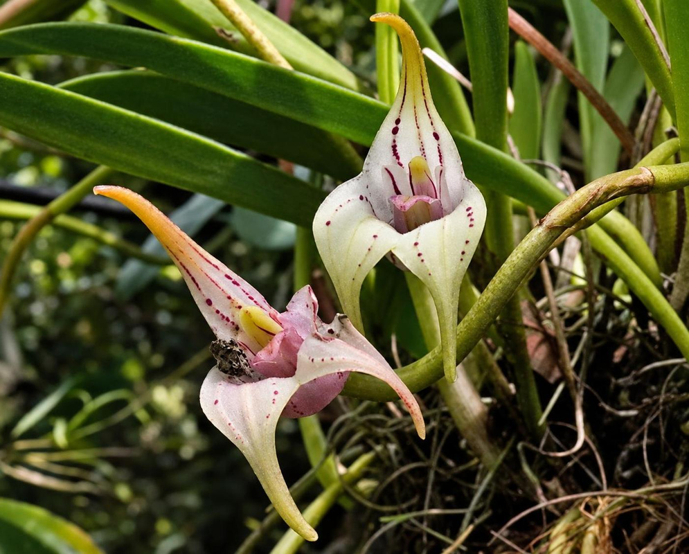 Masdevallia coriacea bears pale speckled flowers with long projecting sepal tails