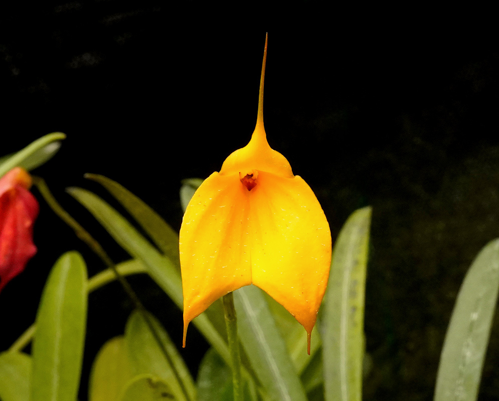 A Masdevallia davisii flower has bright yellow sepals and long narrow tails