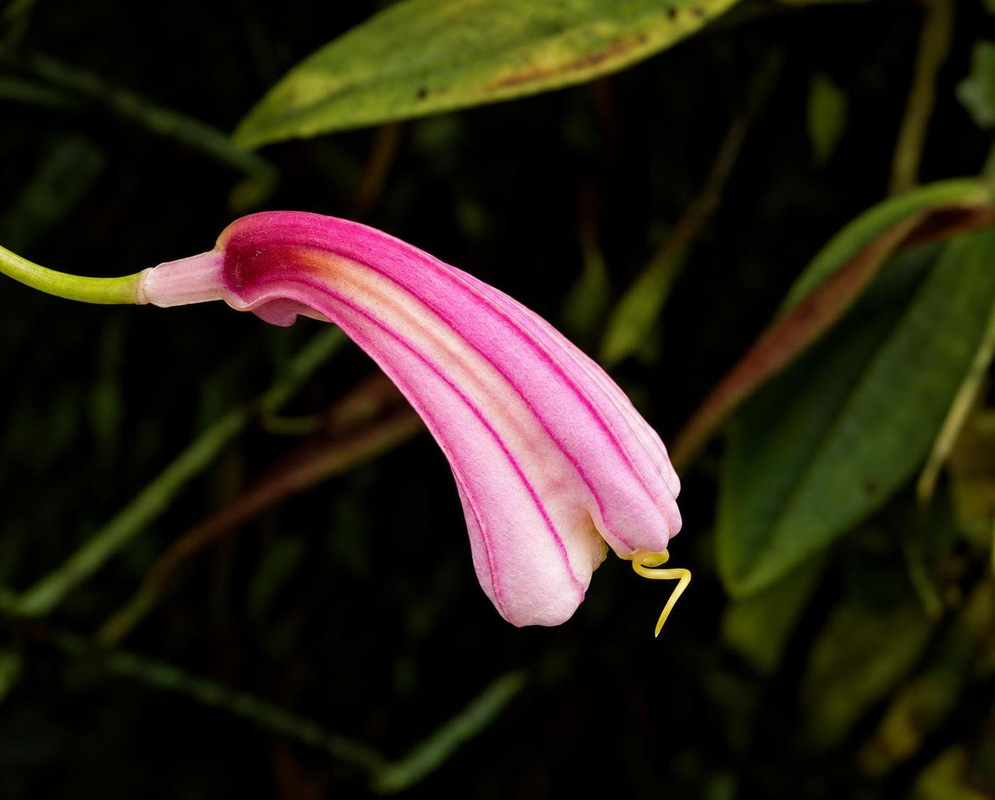 A Masdevallia notosibirica flower has elongated pink sepals marked with pale stripes