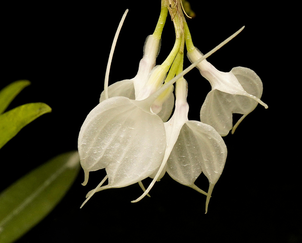 Masdevallia tovarensis bears two white flowers with broad sepals and fine tails