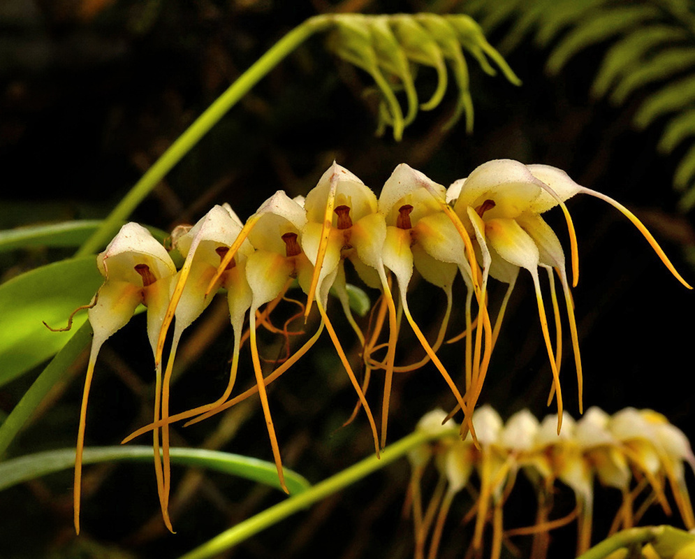 Masdevallia tridens bears pale yellow flowers with long curved orange sepal tails