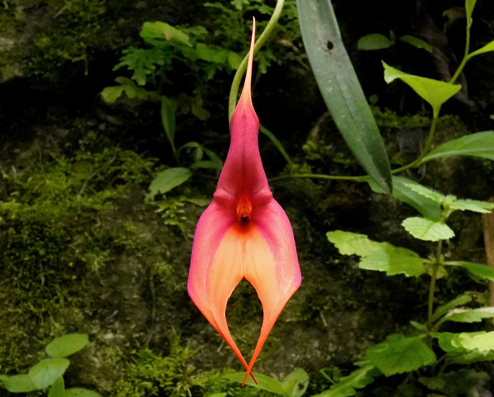 A Masdevallia veitchiana flower has pink-orange sepals narrowing into long pointed tips