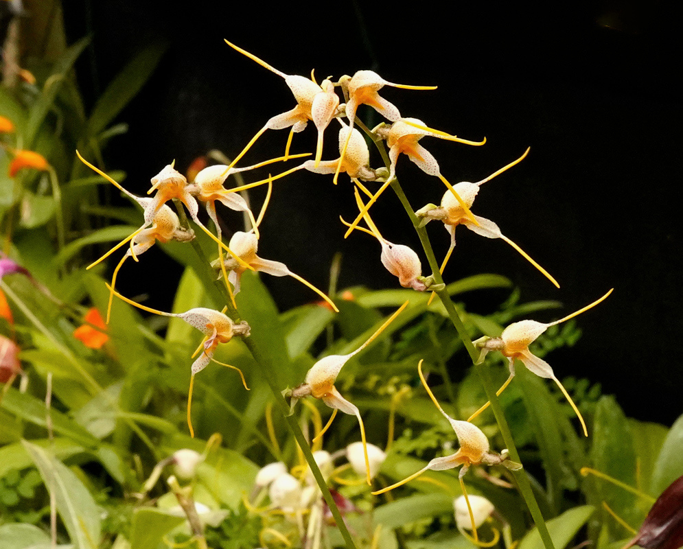 Masdevallia vittatula bears small pale flowers with fine orange tails on branching stalks