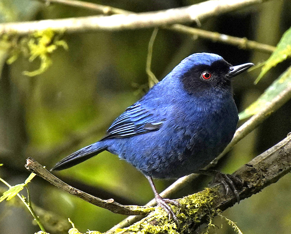 A Diglossa cyanea perched with its plumage and characteristic features visible