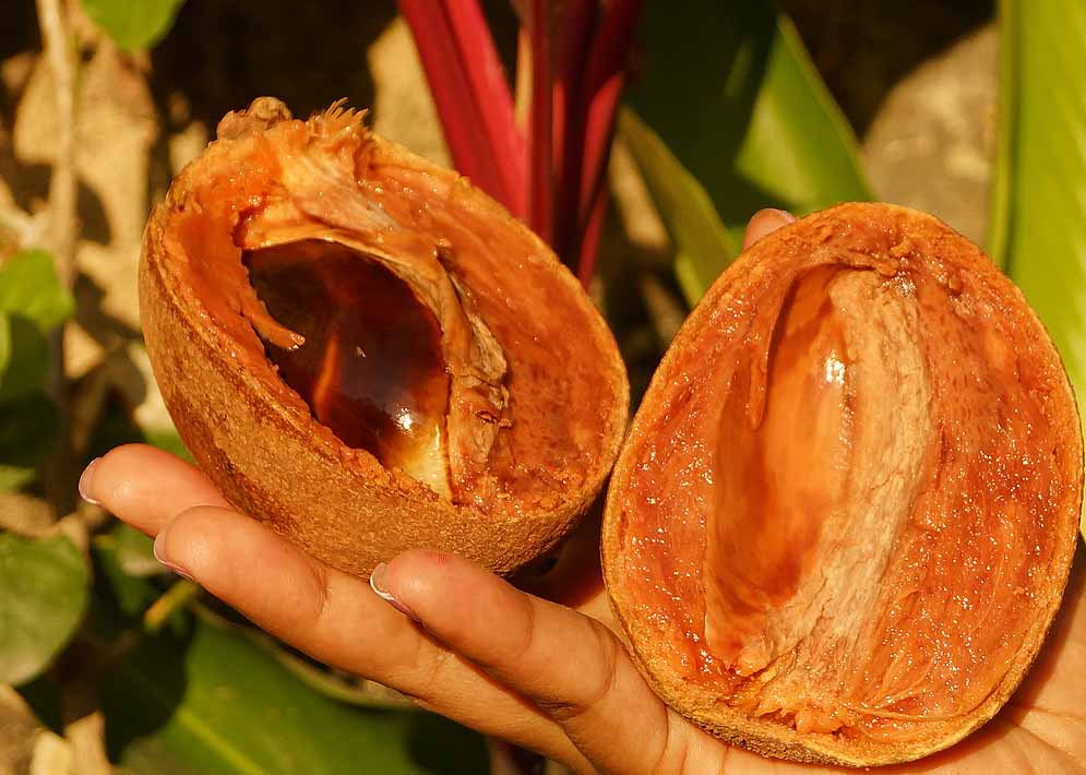 A Matisia cordata  fruit cut in half in hand exposing glistening orange pulp