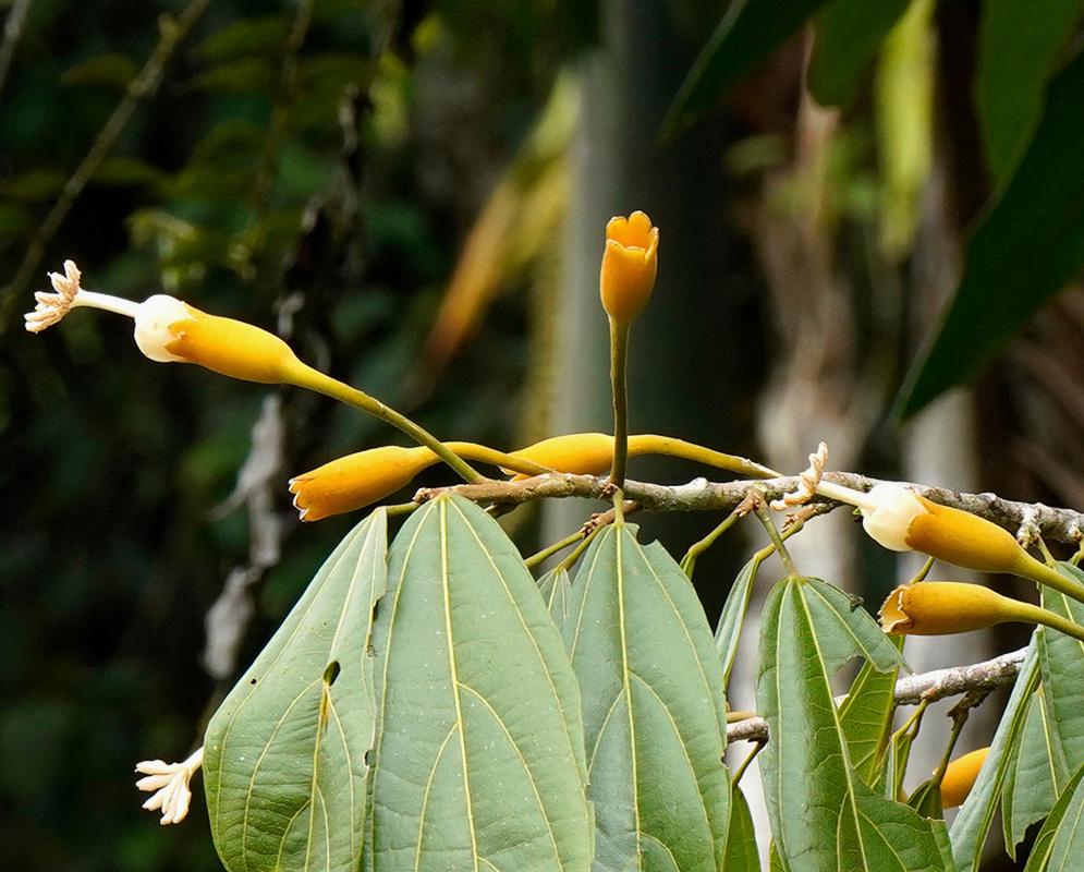Yellow-orange Matisia oblongifolia tubular flowers with small white tips appear along a leafy branch
