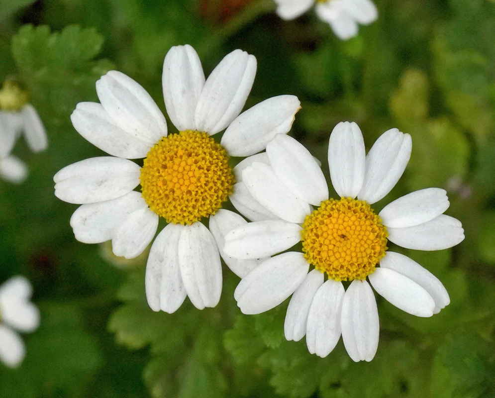 Two Matricaria chamomilla flower heads have white rays surrounding raised golden yellow centres