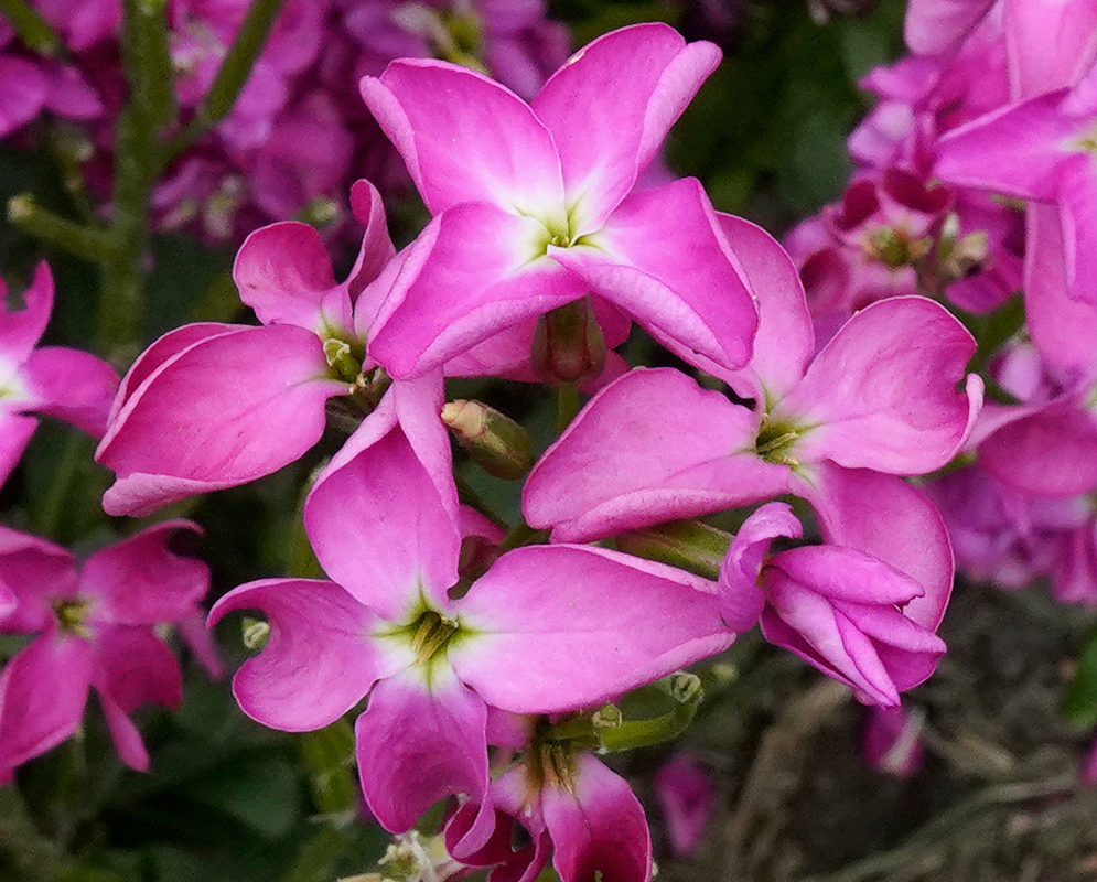 Pink Matthiola incana flowers spread four broad petals around pale green centres in a dense cluster