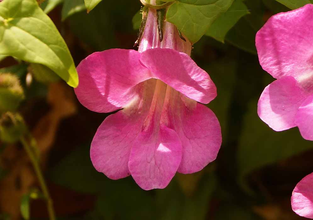A pink Maurandya scandens flower in dabble sun