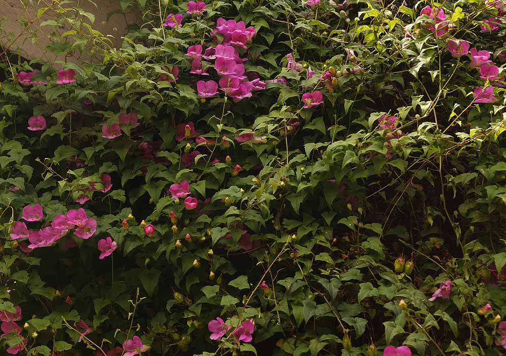Maurandya scandens vine with purple-pink flowers