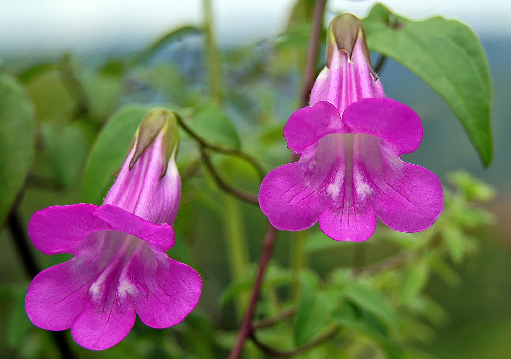 Two purple-pink Maurandya scandens flowers