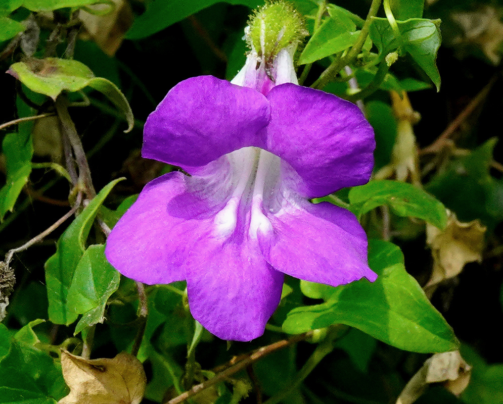 A deep purple Maurandya barclayana flower has a flared mouth and white throat among green leaves