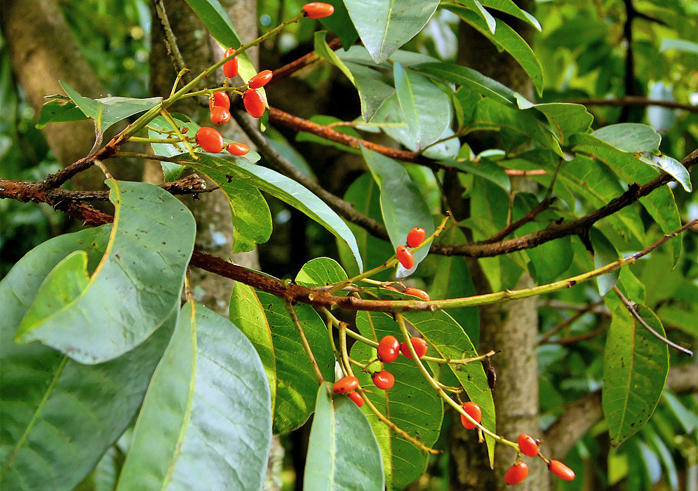 Mauria puberula inflorescence with orange fruit