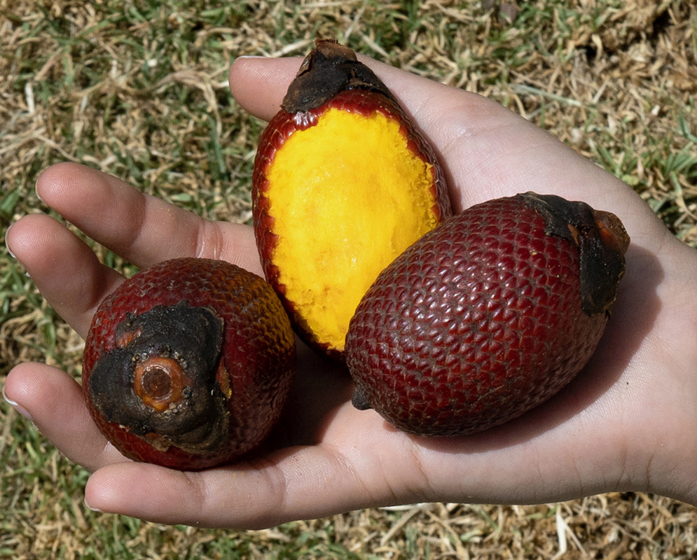 Reddish brown scaled Mauritia flexuosa fruits and a cut half showing bright yellow flesh rest in a hand
