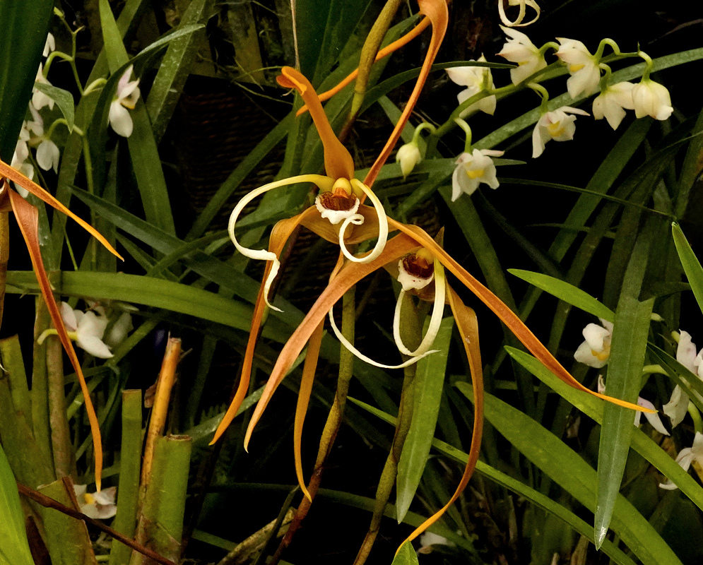 A Maxillaria fractiflexa flower spreads long orange sepals around curled cream petals and a dark centre