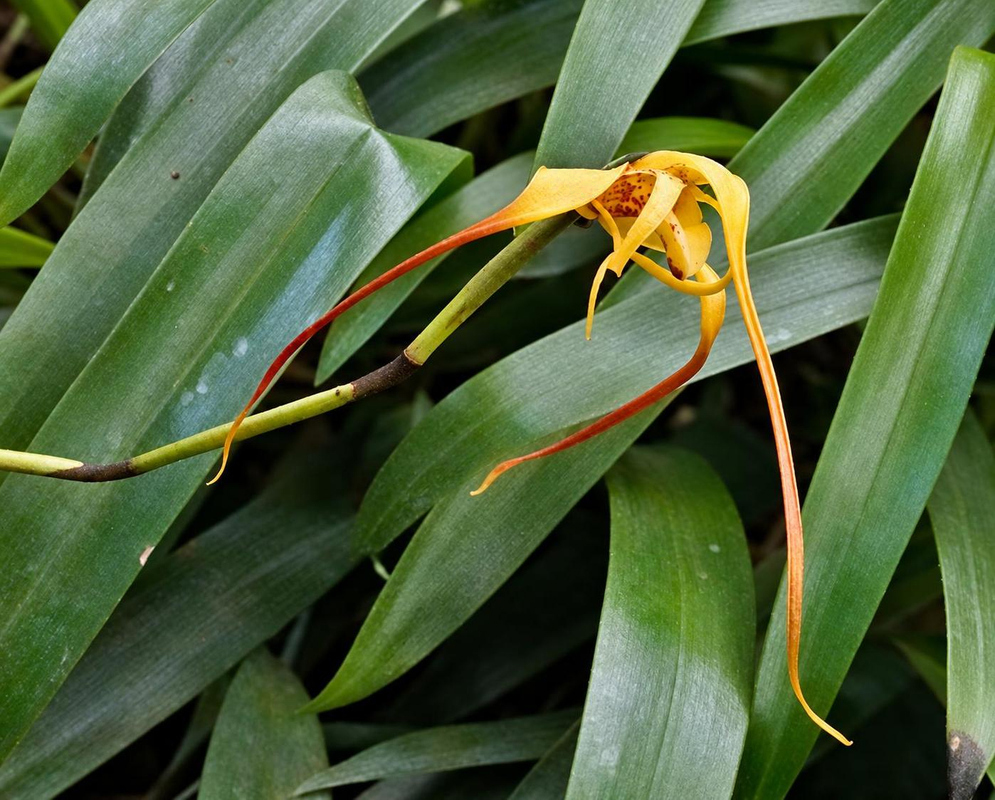 A yellow Maxillaria lepidota flower extends long red-tipped sepals above broad green leaves