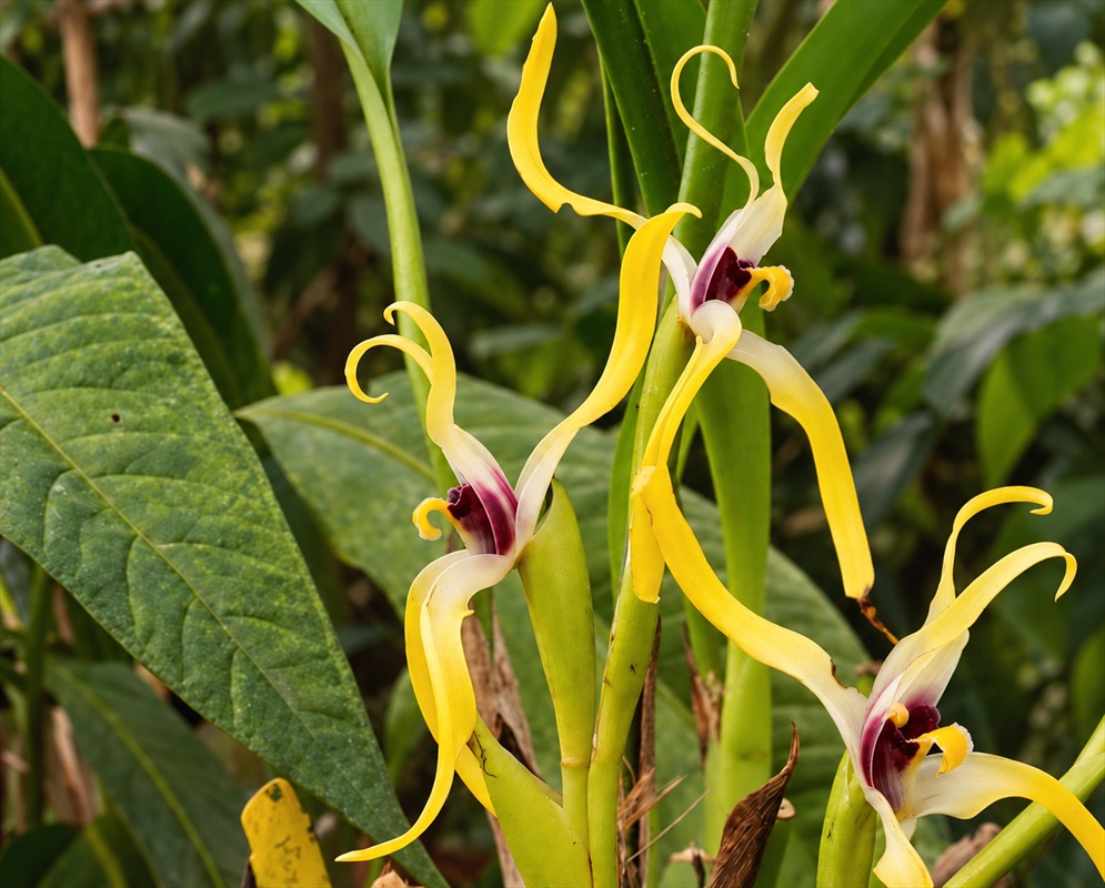 Yellow Maxillaria luteo-alba flowers have long curling sepals and white and dark purple centres