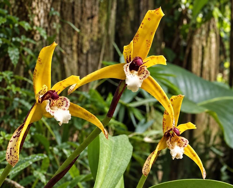 Yellow Maxillaria picta flowers have brown-spotted segments and white lips with dark purple markings