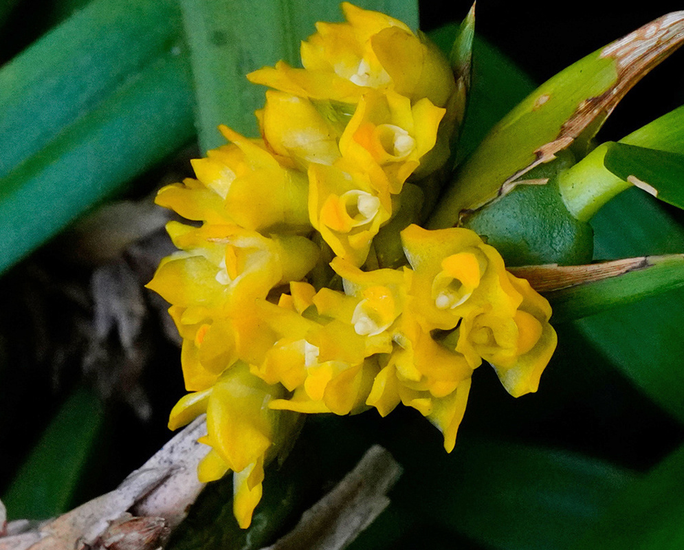 Bright yellow Maxillaria pseudoneglecta flowers cluster beside green leaves on a brown stem