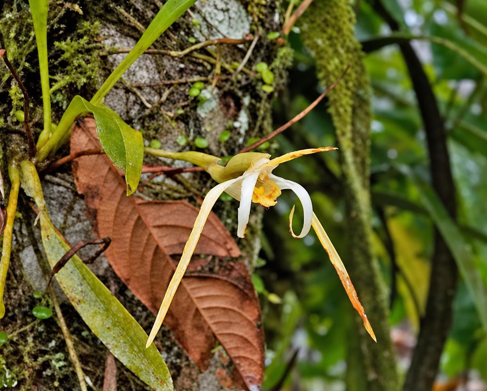 A pale yellow and white Maxillaria pseudoreichenheimiana flower spreads narrow sepals beside a mossy trunk