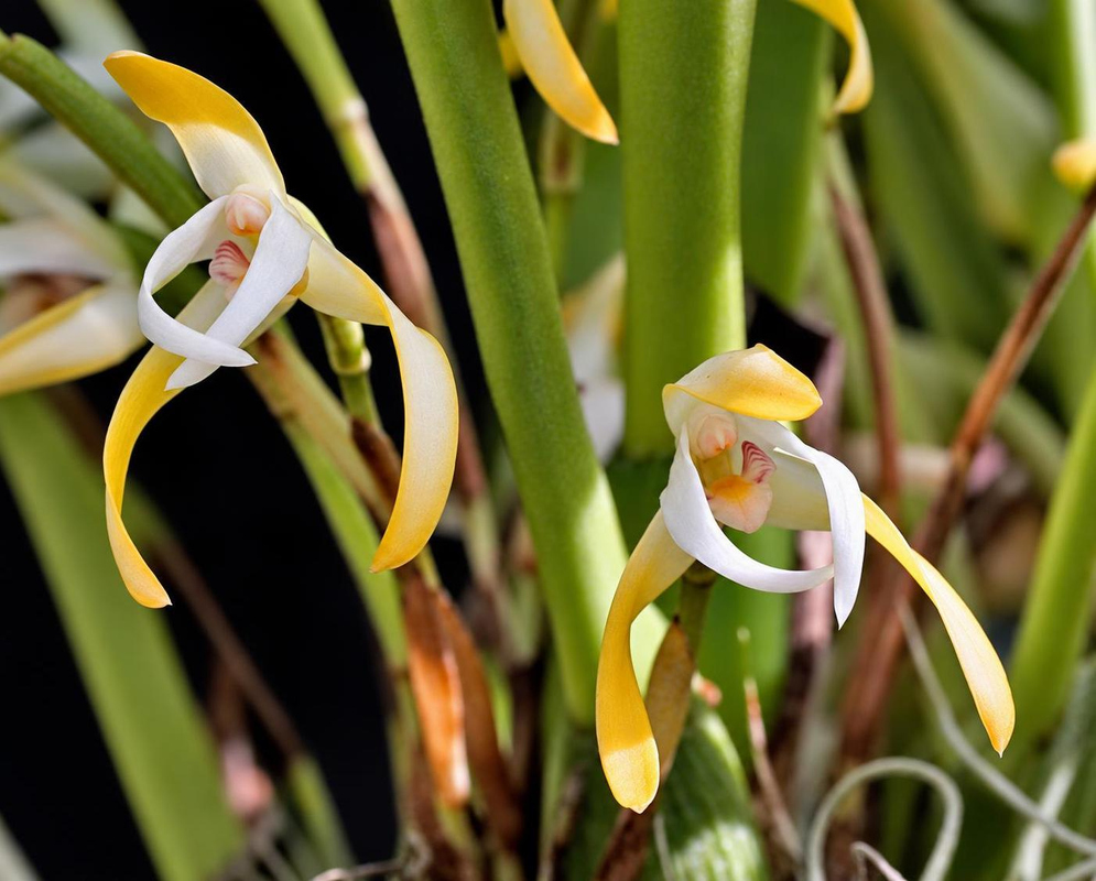 Yellow and white Maxillaria ringens flowers have long narrow segments and red markings at their centres