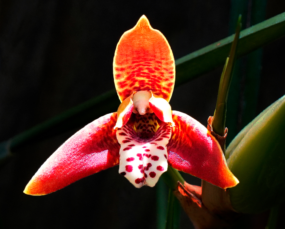 Red to burgundy Maxillaria tenuifolia petals speckled with small yellow spots and prominent white labellum decorated with dark red blotches, and a top sepal that arches over the flower, showcasing a rich orange hue that fades into yellow towards its edges