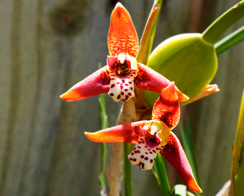 Maxillaria tenuifolia red and orange petals that taper to pointed tips, with inner petals and sepals marked by bold red spots on a white base, particularly on the lip, which has a rounded, spotted surface