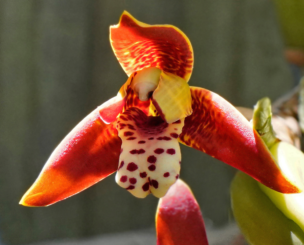 Maxillaria tenuifolia burgundy petals speckled with small yellow spots, a prominent white labellum decorated with dark red blotches, and a top sepal that arches over the flower, showcasing a rich orange hue that fades into yellow towards its edges