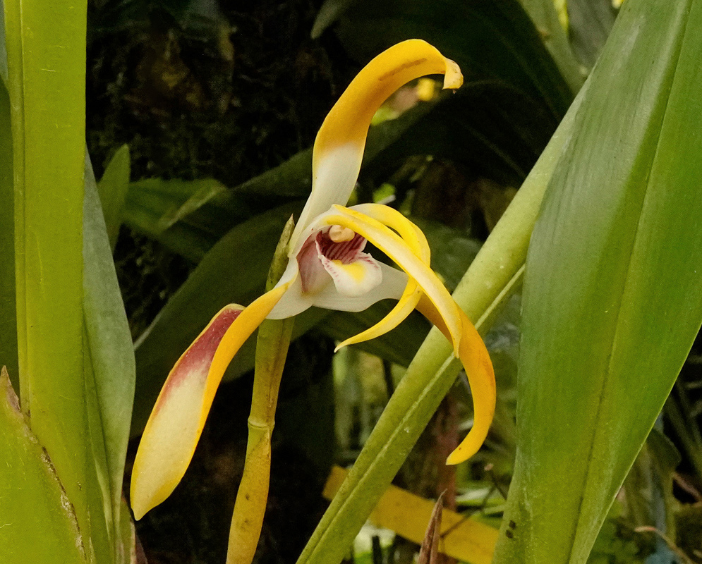 A yellow Maxillaria triloris flower has long curved pale petals and a dark reddish-brown centre