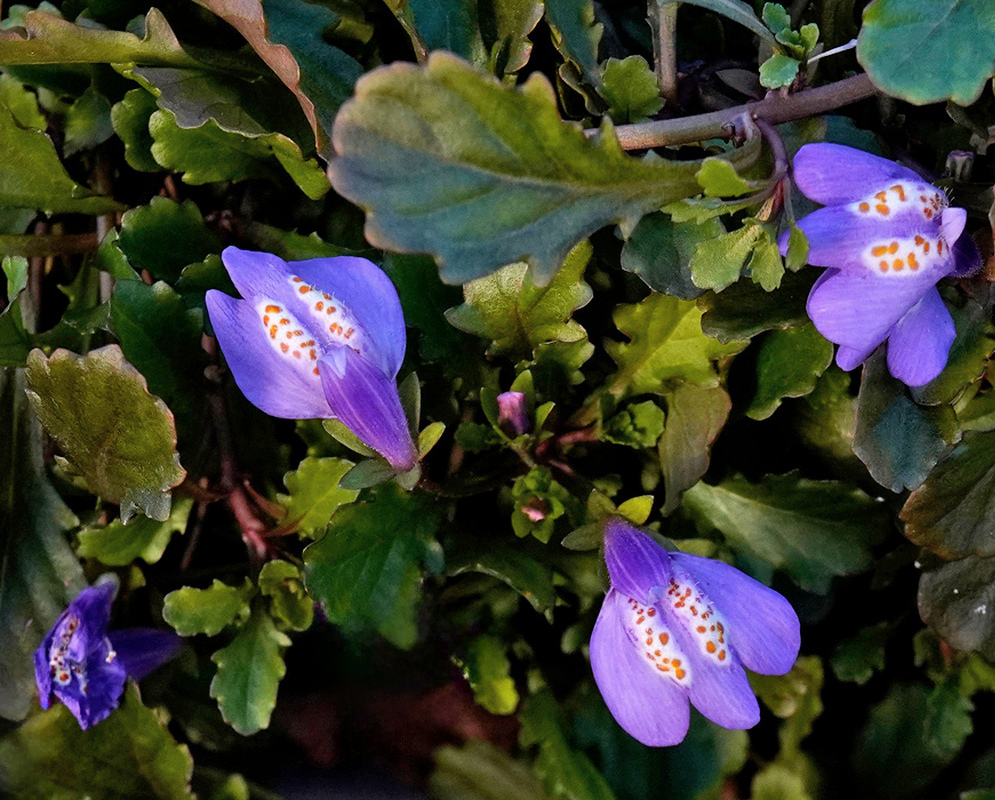 Purple Mazus reptans flowers show white throats with yellow spots above low green foliage