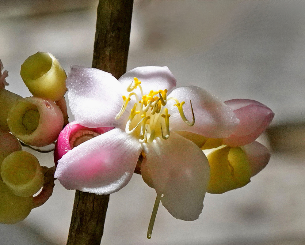 A pale pink Medinilla balls-headleyi flower displays curved yellow stamens beside round green buds