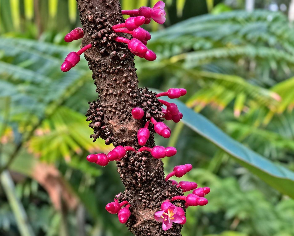 Bright pink Medinilla coccinea buds and small flowers emerge directly from a brown stem