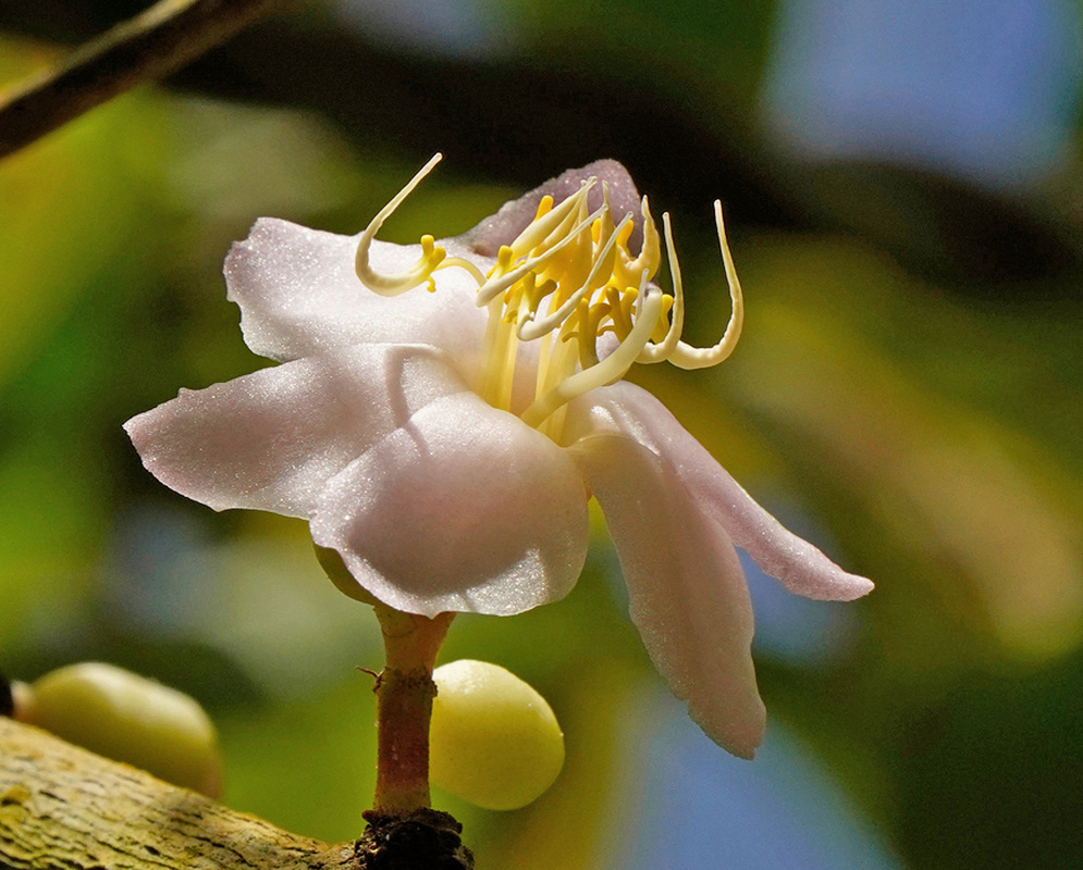 A pale pink Medinilla crassinervia flower has curved yellow stamens beside a green bud