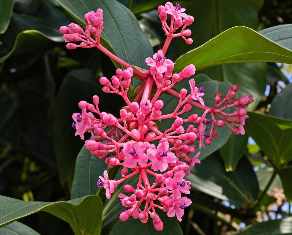Small pink Medinilla cumingii flowers and buds form a branching cluster above glossy green leaves