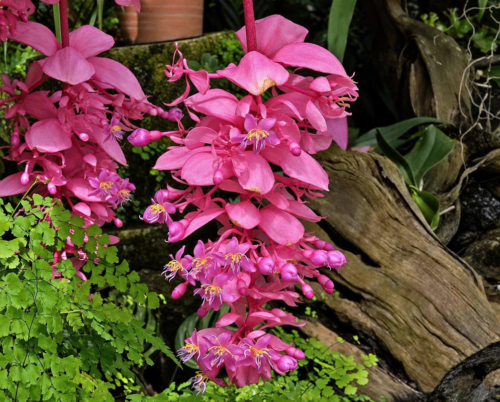 Large pink bracts surround hanging clusters of pink Medinilla Royal Glow flowers