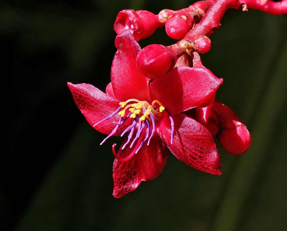 Medinilla miniata Crimson Flower Closeup A crimson Medinilla miniata flower displays pale blue anthers on curved yellow filaments