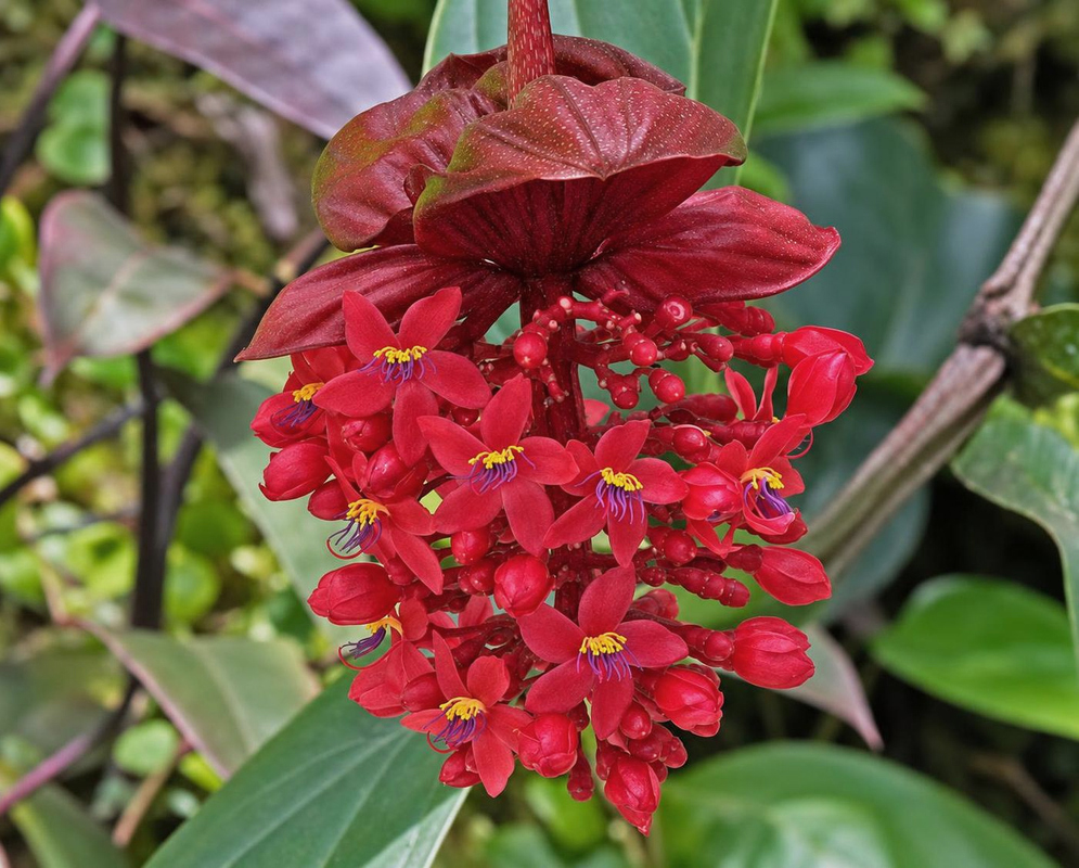 Crimson Medinilla miniata flowers and buds hang in a dense cluster beneath broad red bracts