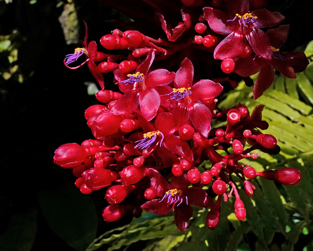 Medinilla miniata Red Flowers And Buds Red Medinilla miniata flowers and rounded buds cluster on red branching stalks